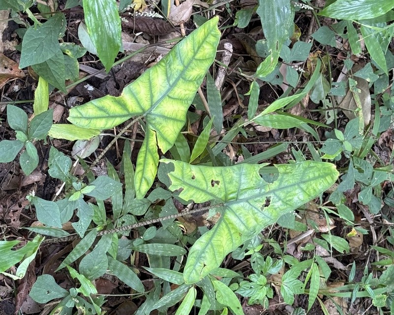 Alocasia ramosii