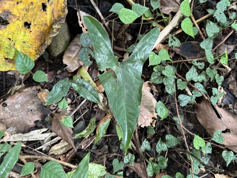 Alocasia ramosii photo 2