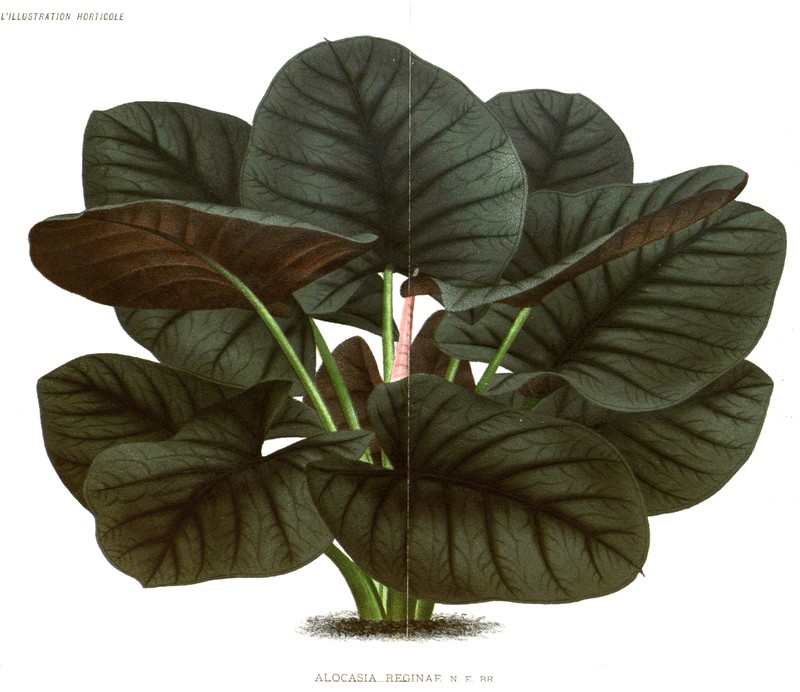 Alocasia reginae