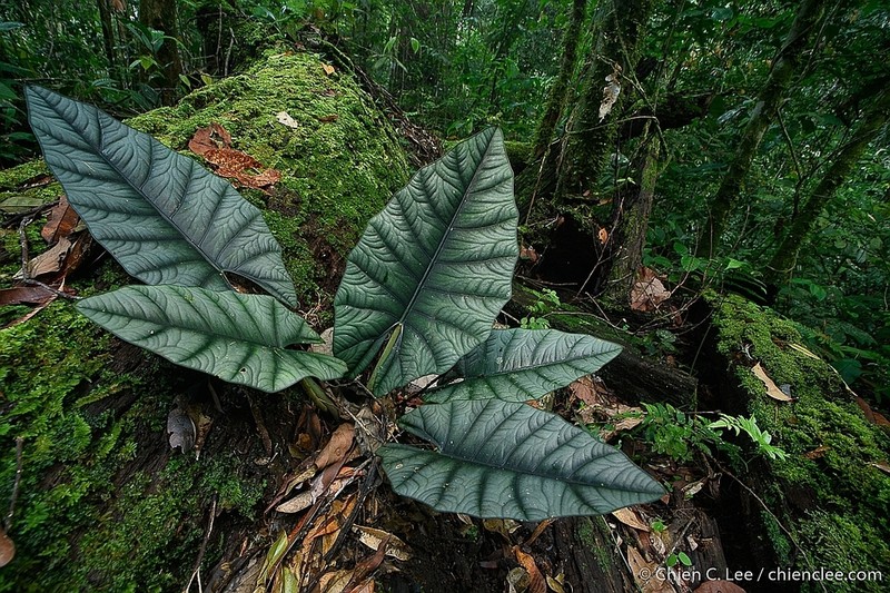Alocasia reginae photo 2