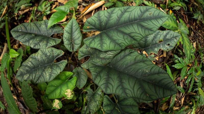 Alocasia reginae photo 3