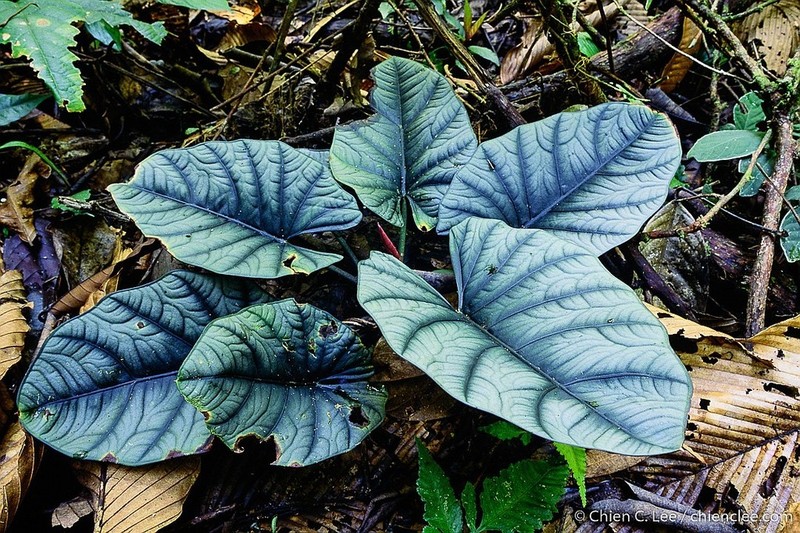 Alocasia reginae photo 4