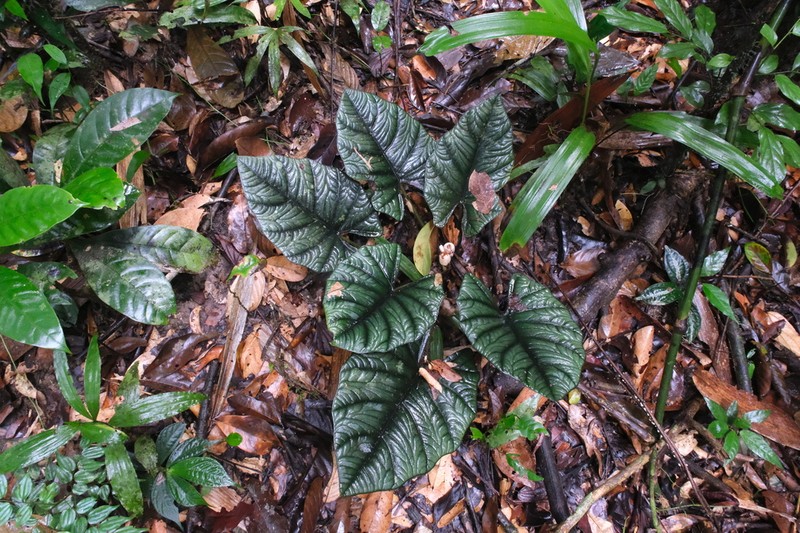 Alocasia reginae photo 5