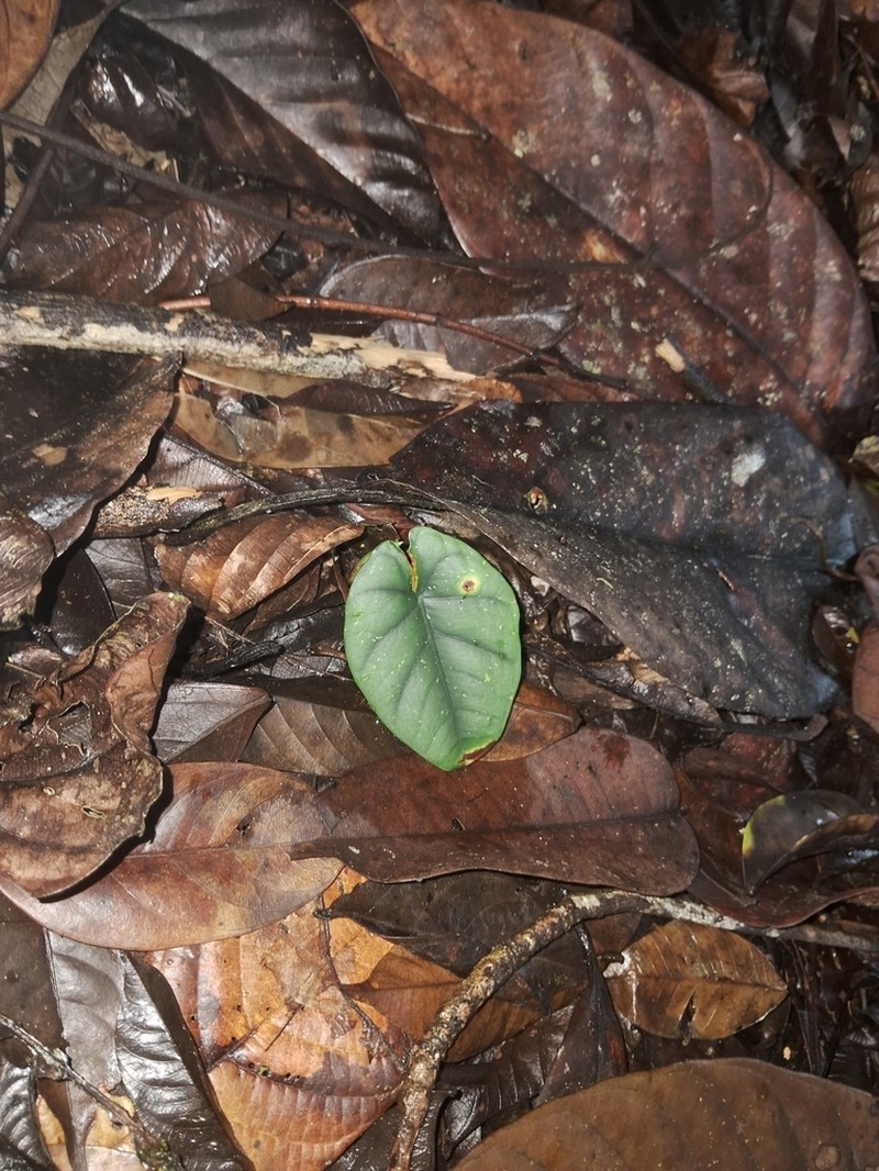 Alocasia reginae photo 6