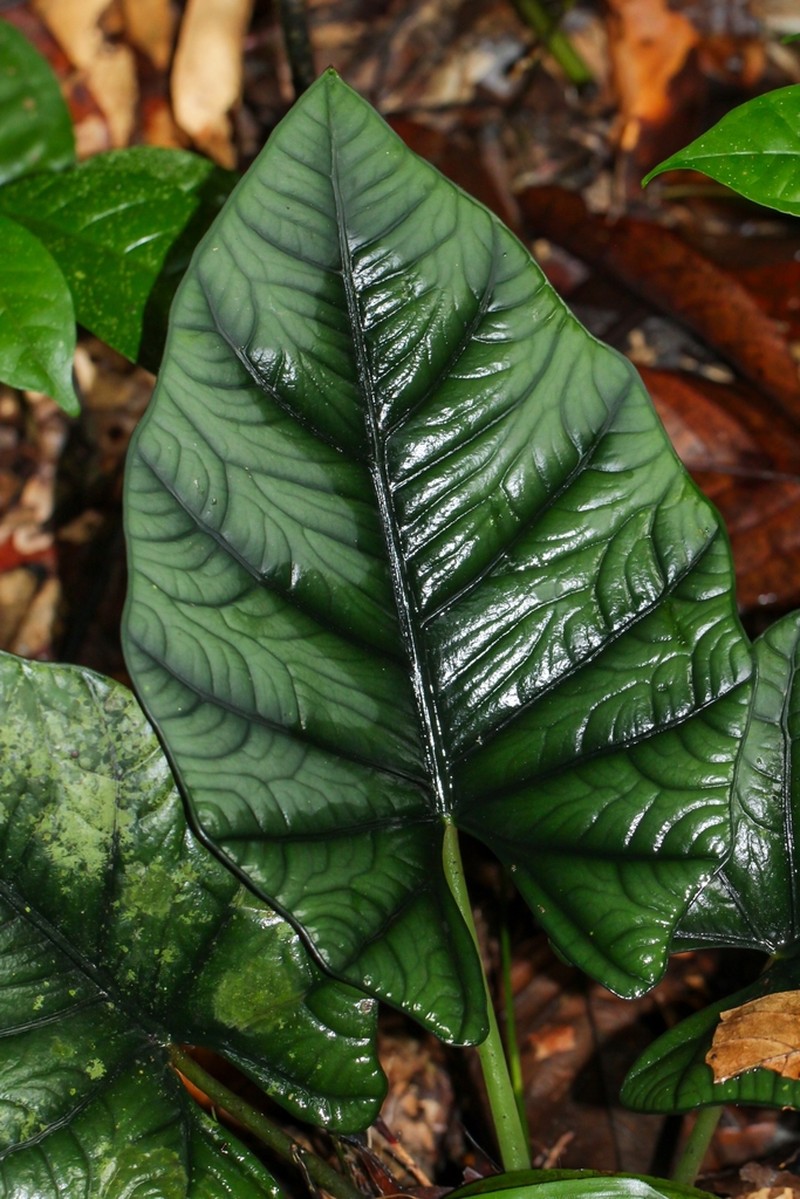 Alocasia reginae photo 7