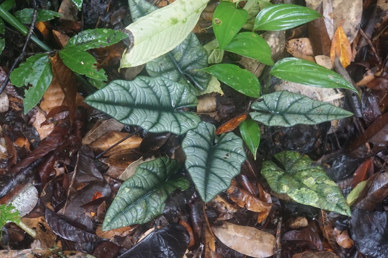 Alocasia reginae photo 8