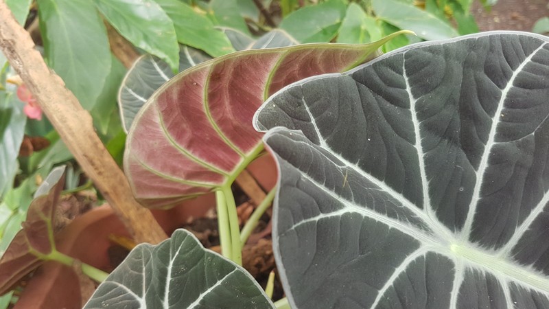 Alocasia reginula photo 2