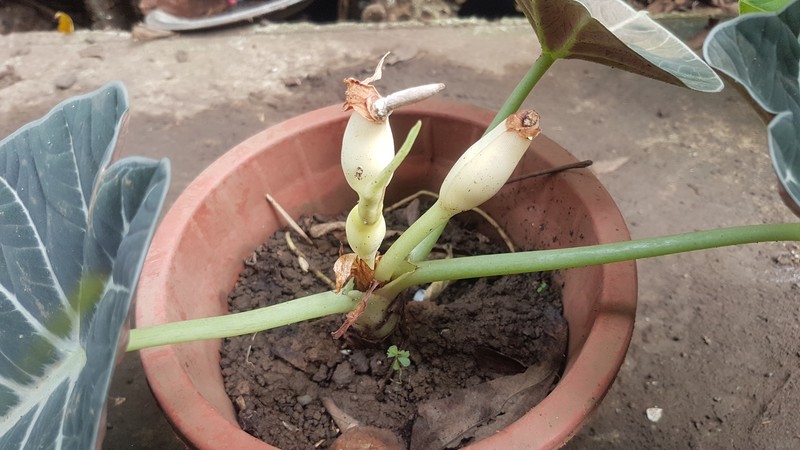 Alocasia reginula photo 3
