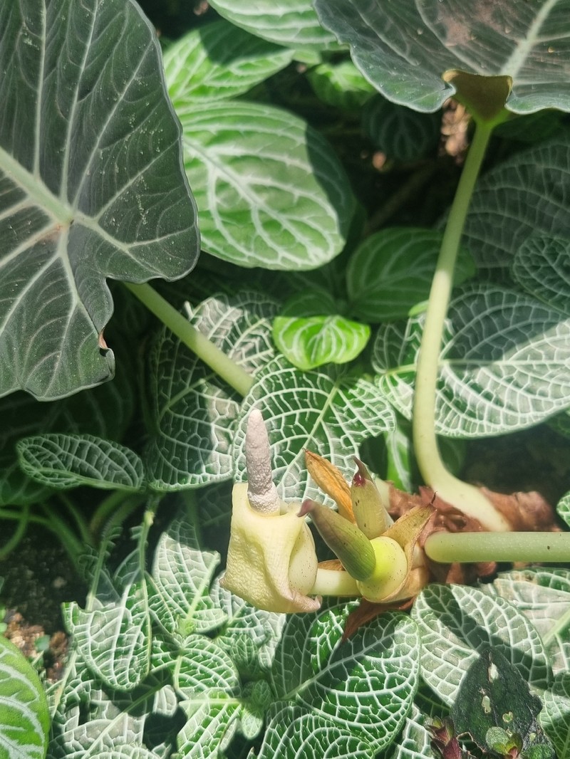 Alocasia reginula photo 5