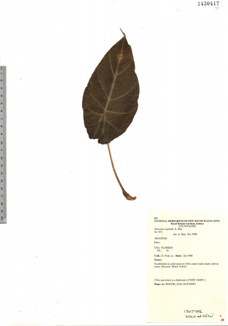 Alocasia reginula photo 6