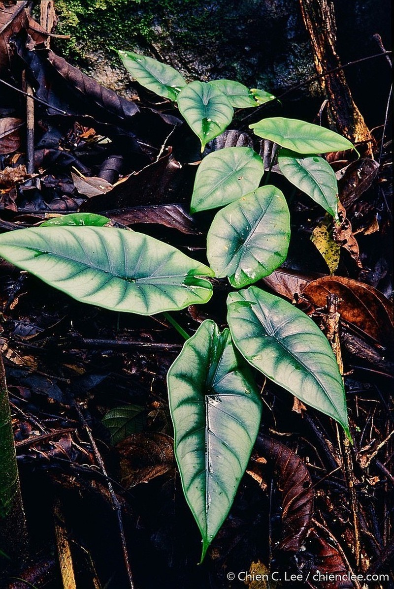 Alocasia reversa photo 2