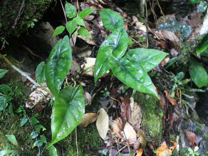 Alocasia reversa photo 4