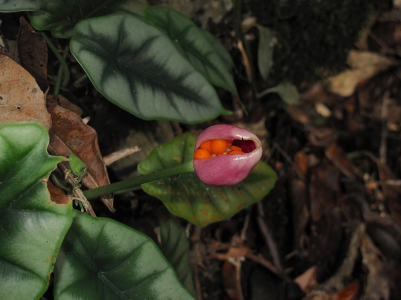 Alocasia reversa photo 5