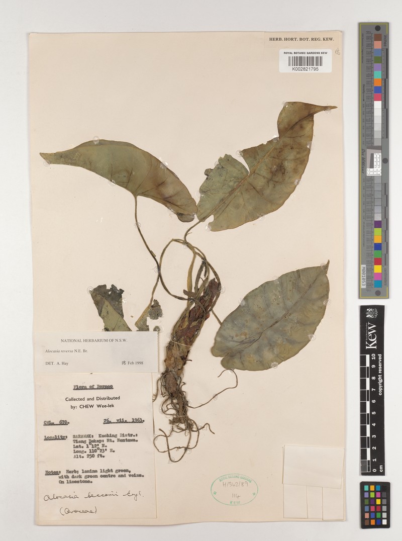 Alocasia reversa photo 6