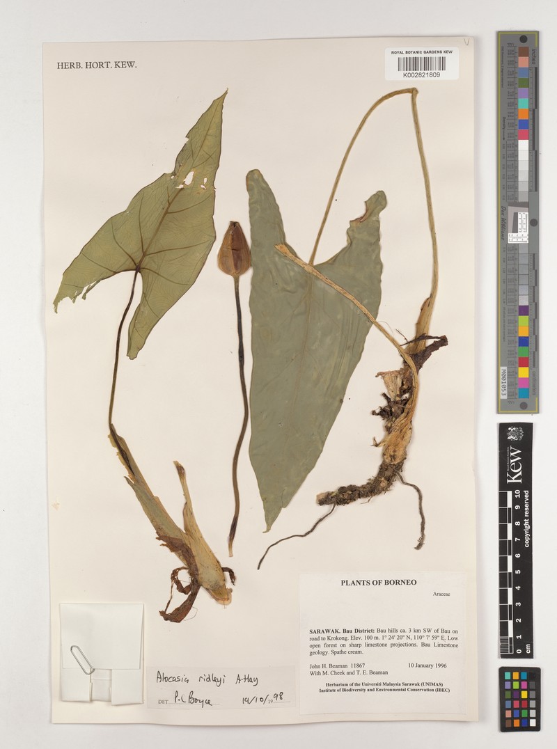 Alocasia ridleyi