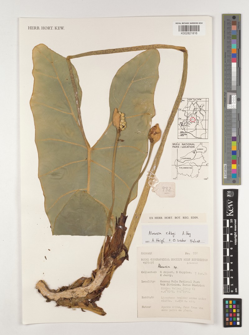 Alocasia ridleyi photo 2