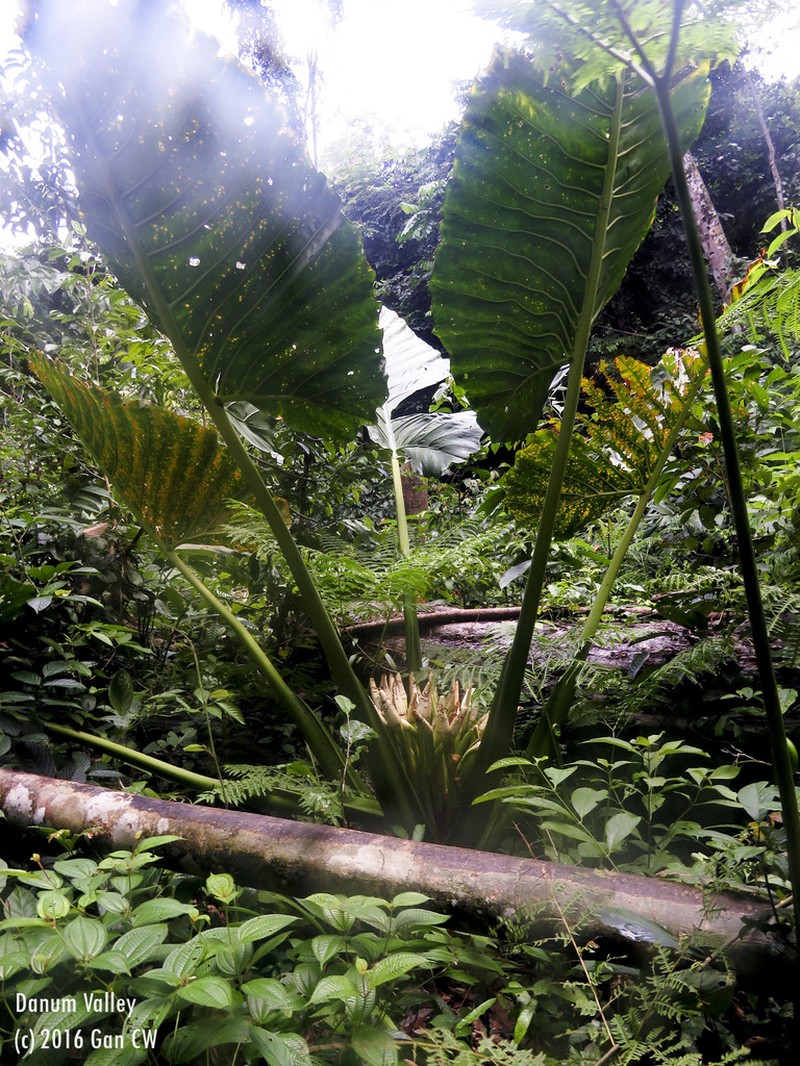 Alocasia robusta