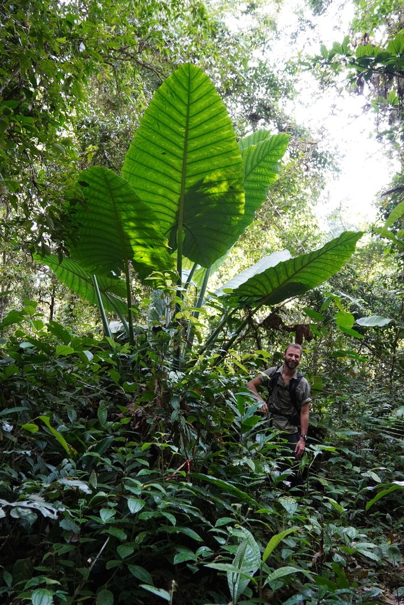 Alocasia robusta photo 2