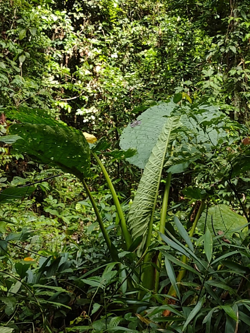 Alocasia robusta photo 3