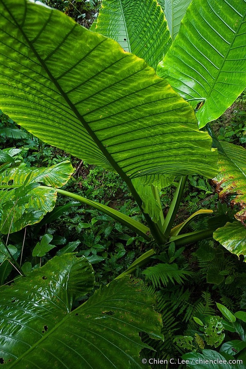 Alocasia robusta photo 4