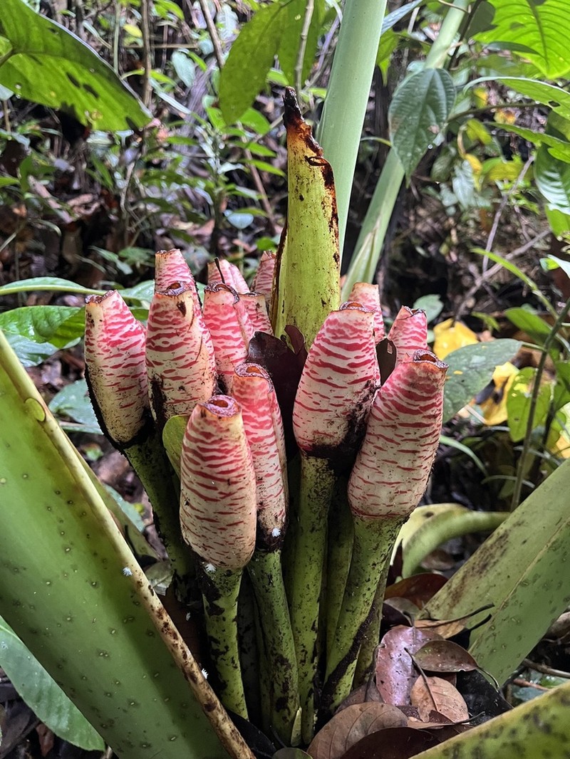 Alocasia robusta photo 5
