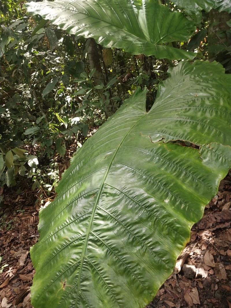 Alocasia robusta photo 6