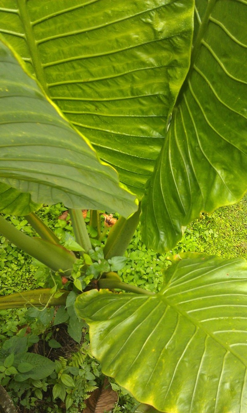 Alocasia robusta photo 7