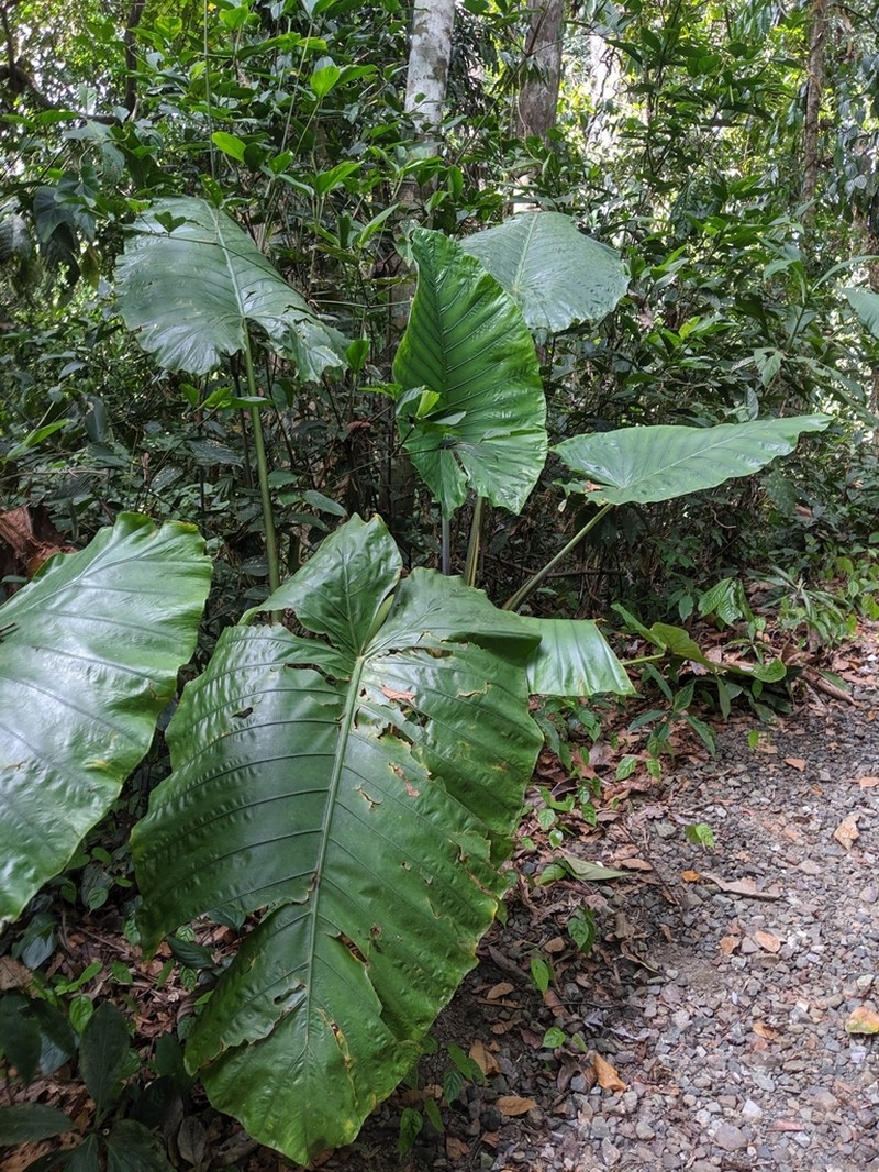 Alocasia robusta photo 8