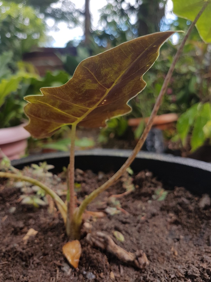 Alocasia sanderiana photo 2