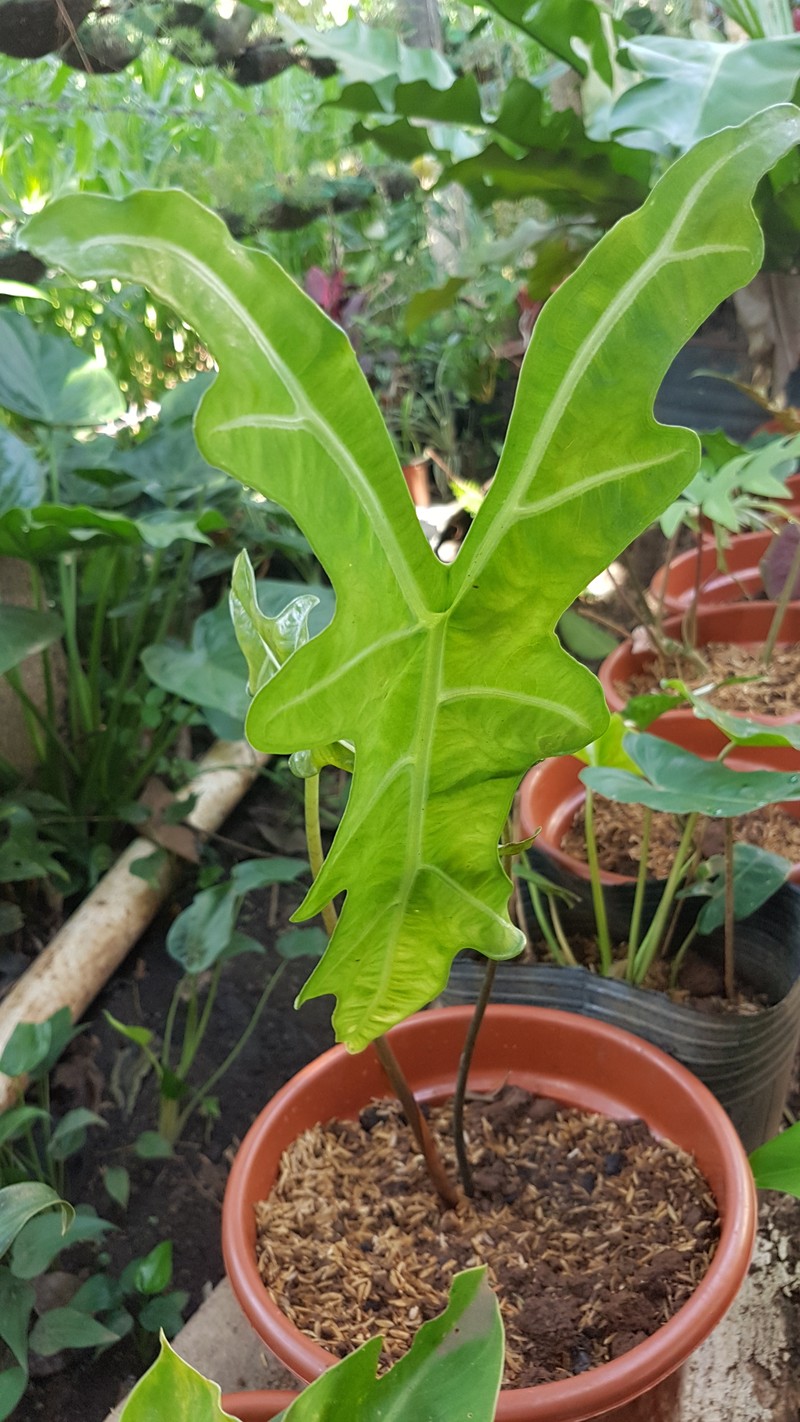 Alocasia sanderiana photo 3