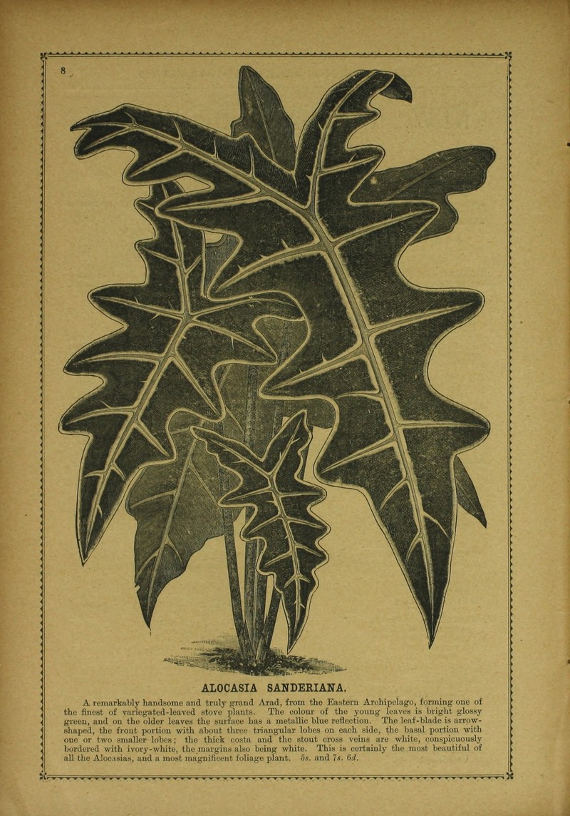 Alocasia sanderiana photo 4