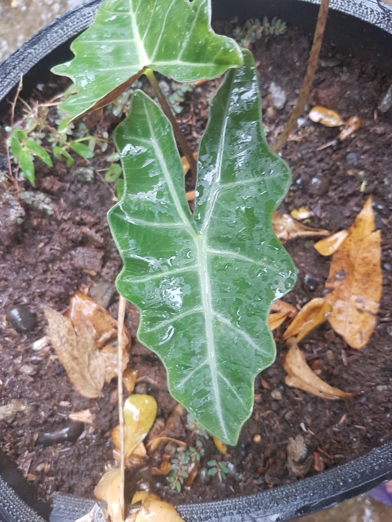 Alocasia sanderiana photo 6