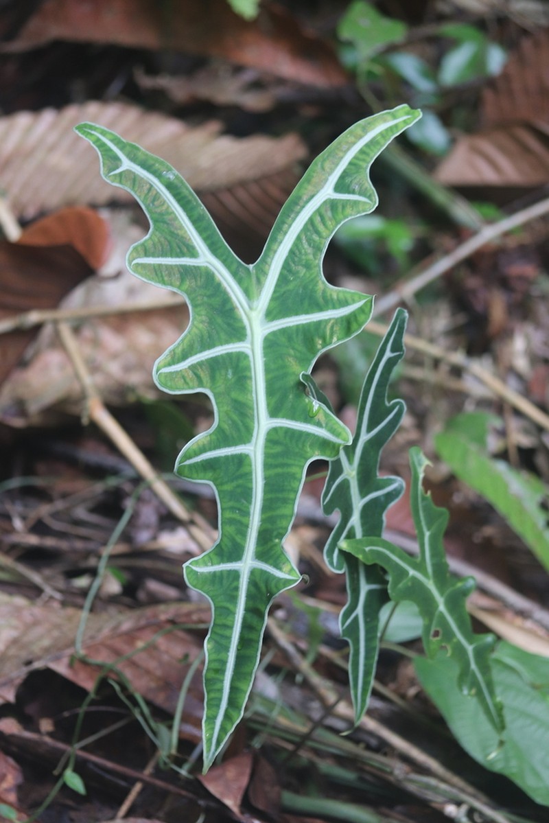 Alocasia sanderiana photo 8