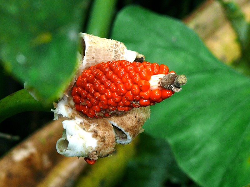 Alocasia sarawakensis photo 2