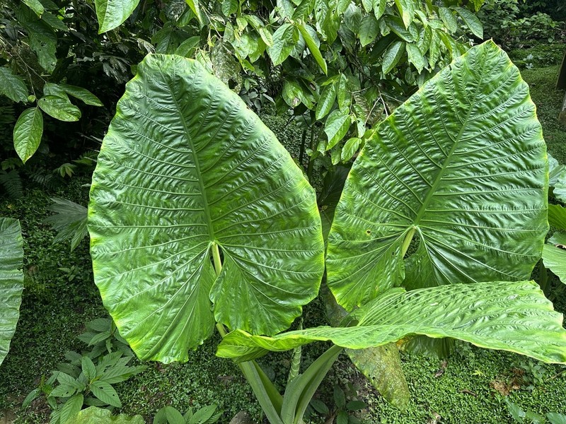 Alocasia sarawakensis photo 3