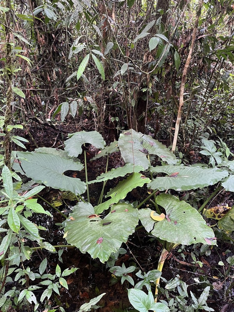Alocasia sarawakensis photo 4