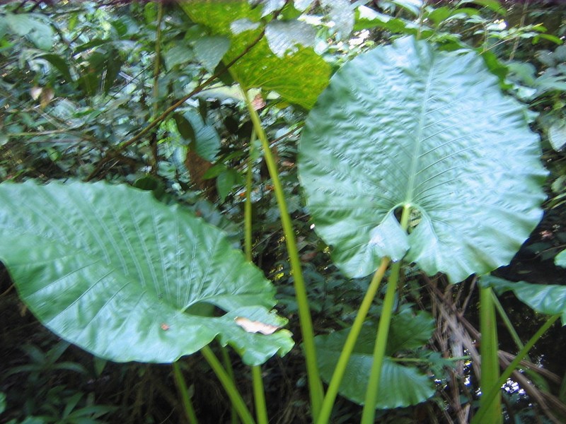 Alocasia sarawakensis photo 5