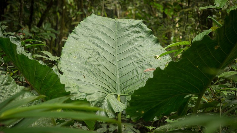 Alocasia sarawakensis photo 6