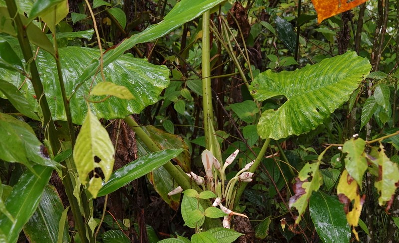 Alocasia sarawakensis photo 7
