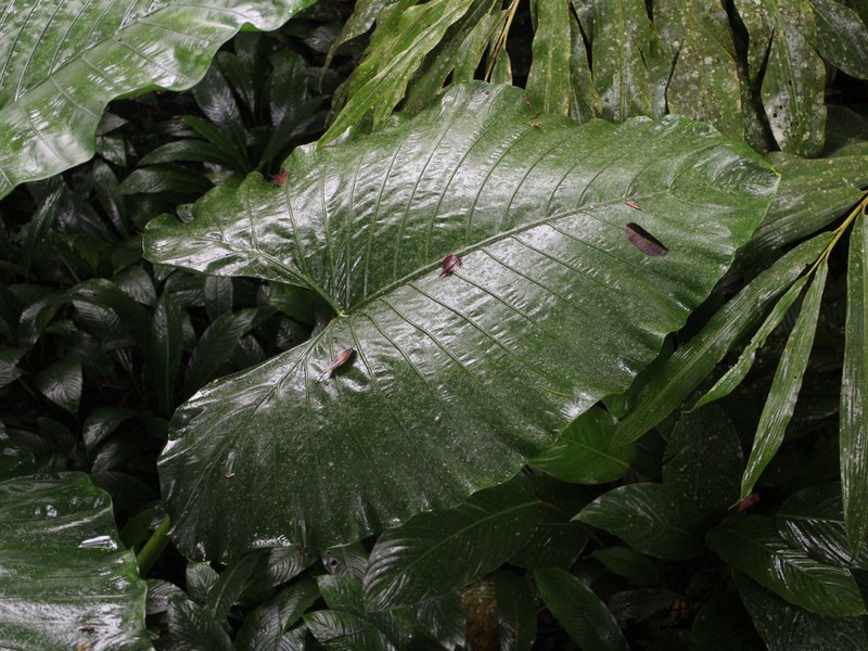 Alocasia sarawakensis photo 8