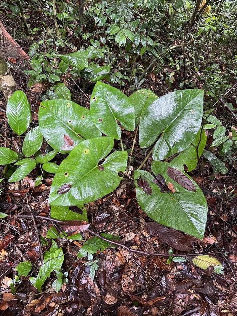 Alocasia scabriuscula