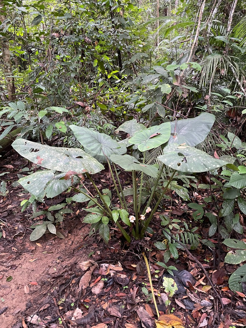 Alocasia scabriuscula photo 2