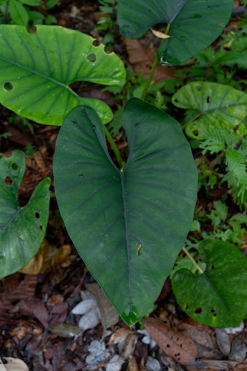 Alocasia scabriuscula photo 3