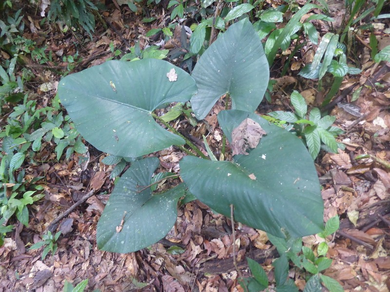 Alocasia scabriuscula photo 4