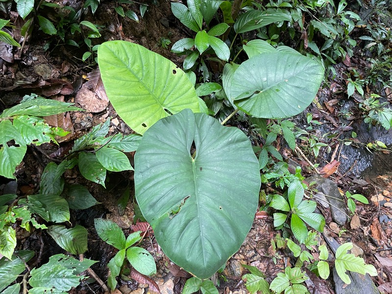 Alocasia scabriuscula photo 5