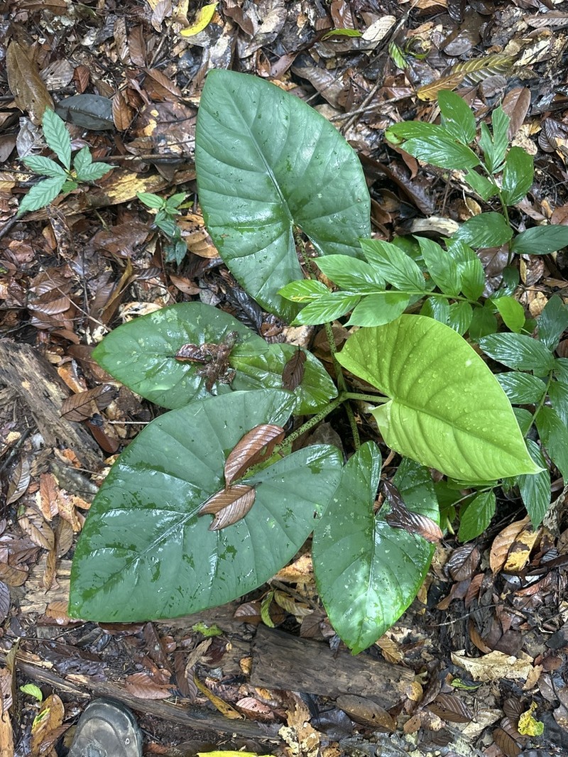 Alocasia scabriuscula photo 7