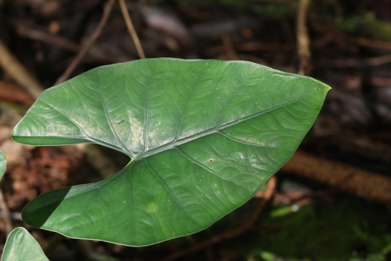 Alocasia scabriuscula photo 8
