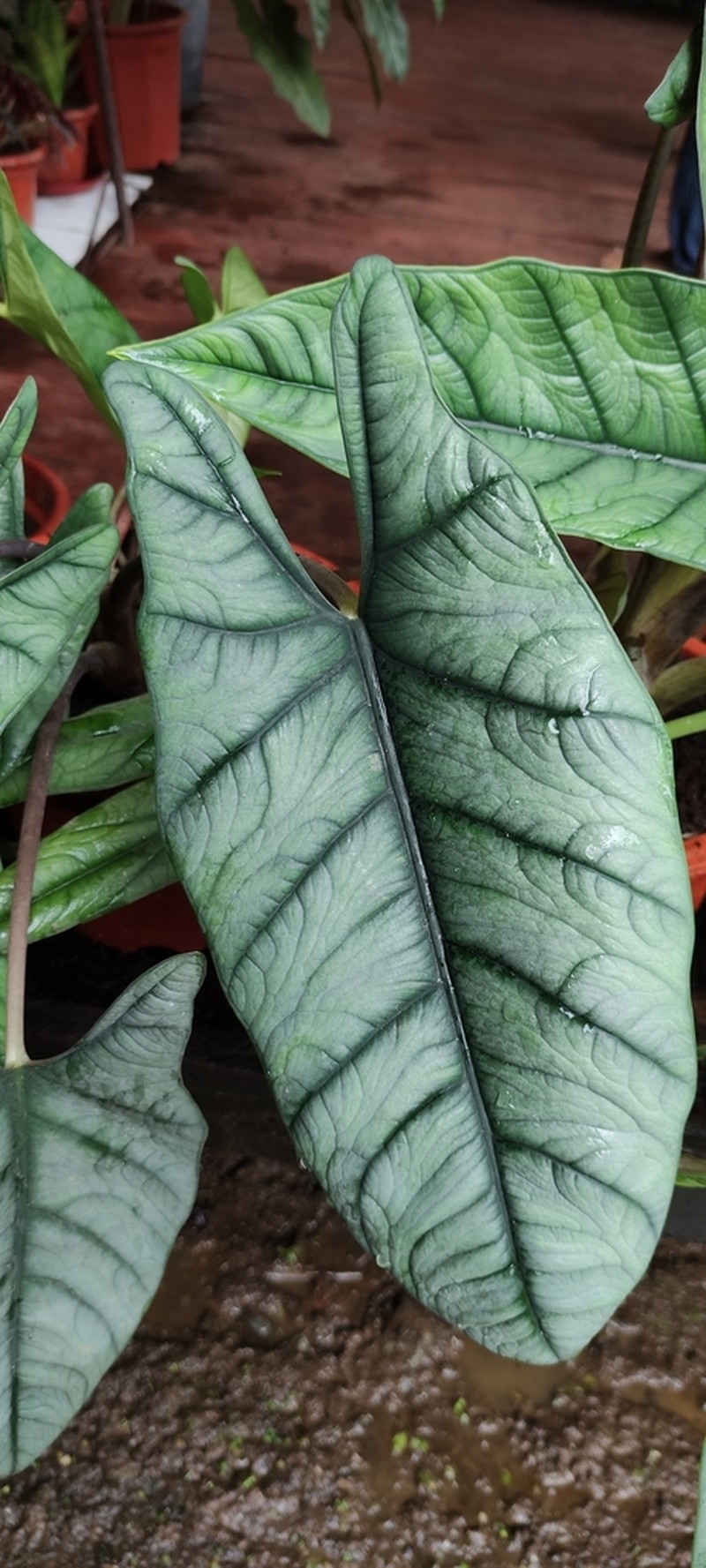 Alocasia scalprum photo 2