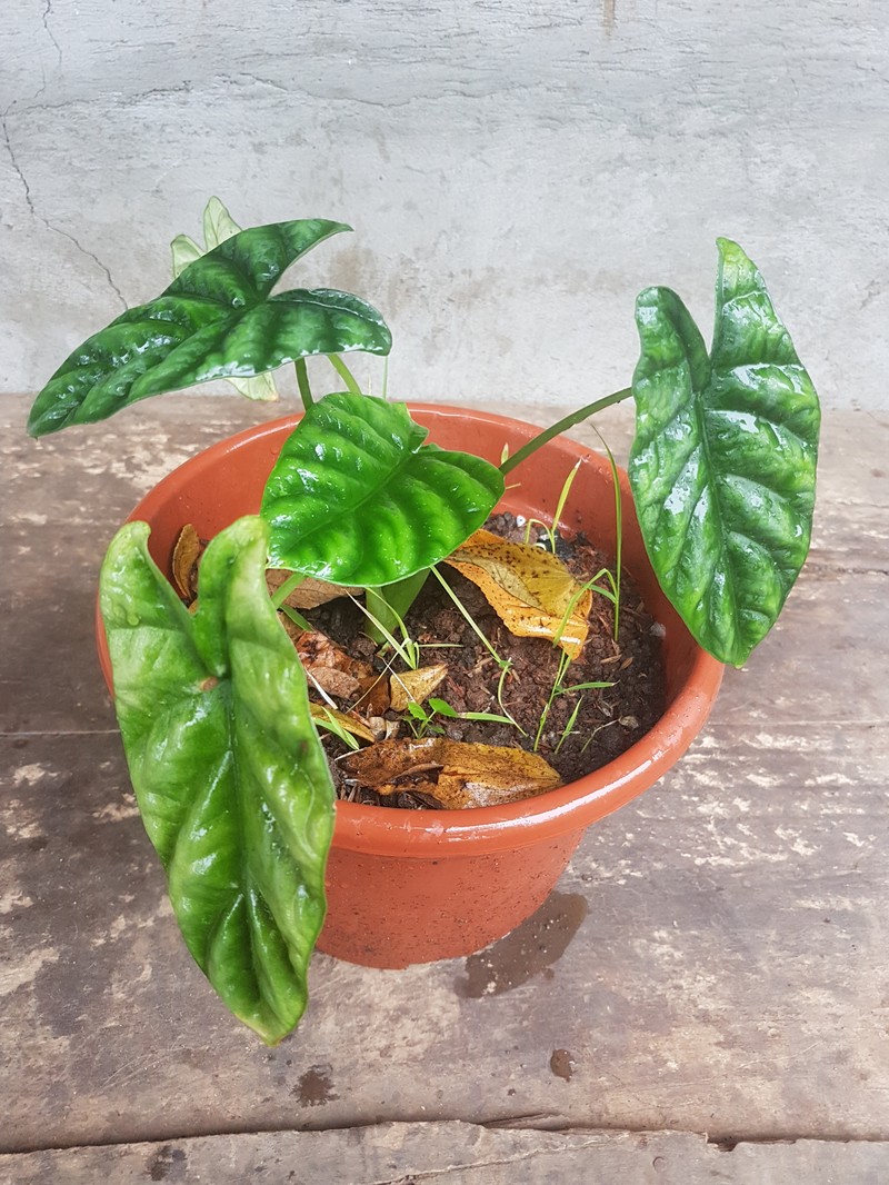 Alocasia sinuata