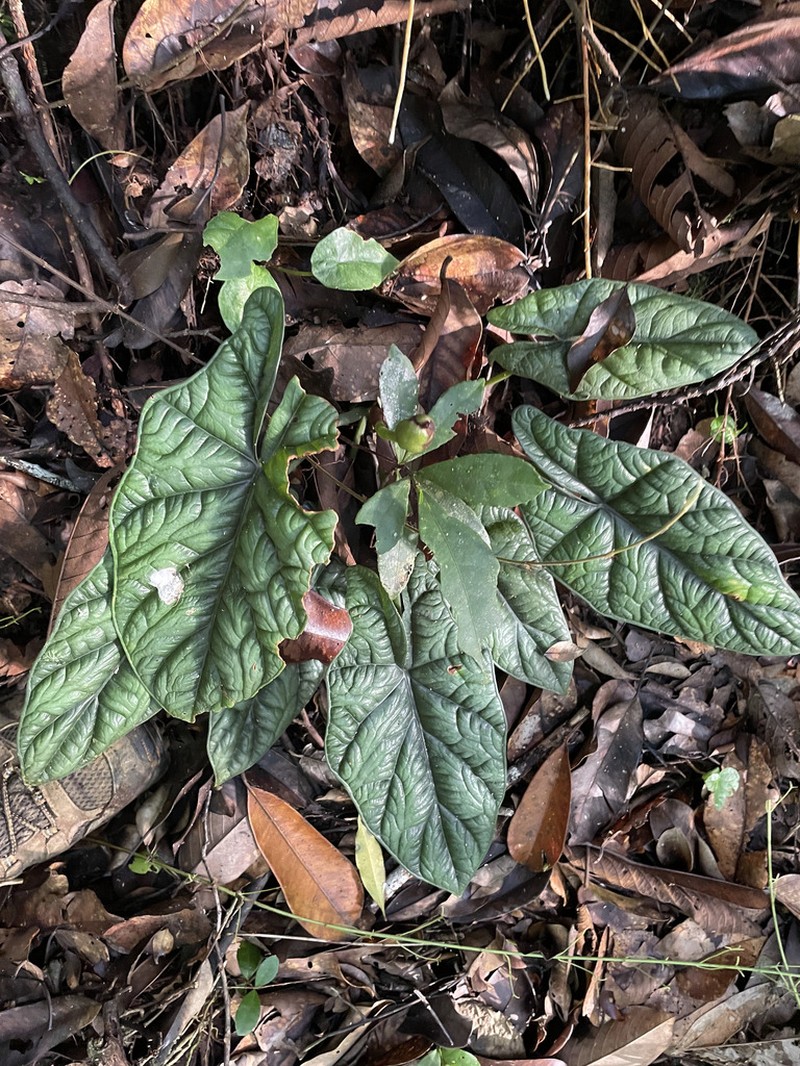 Alocasia sinuata photo 2